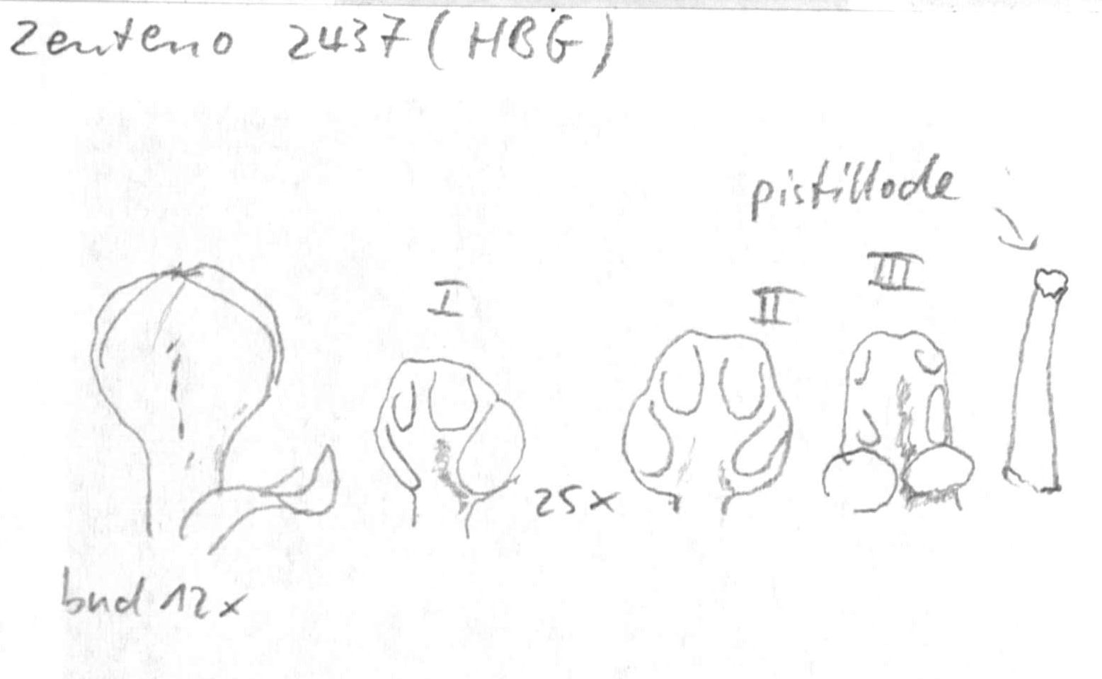 Vorschaubild Ocotea spec., Zenteno 2437